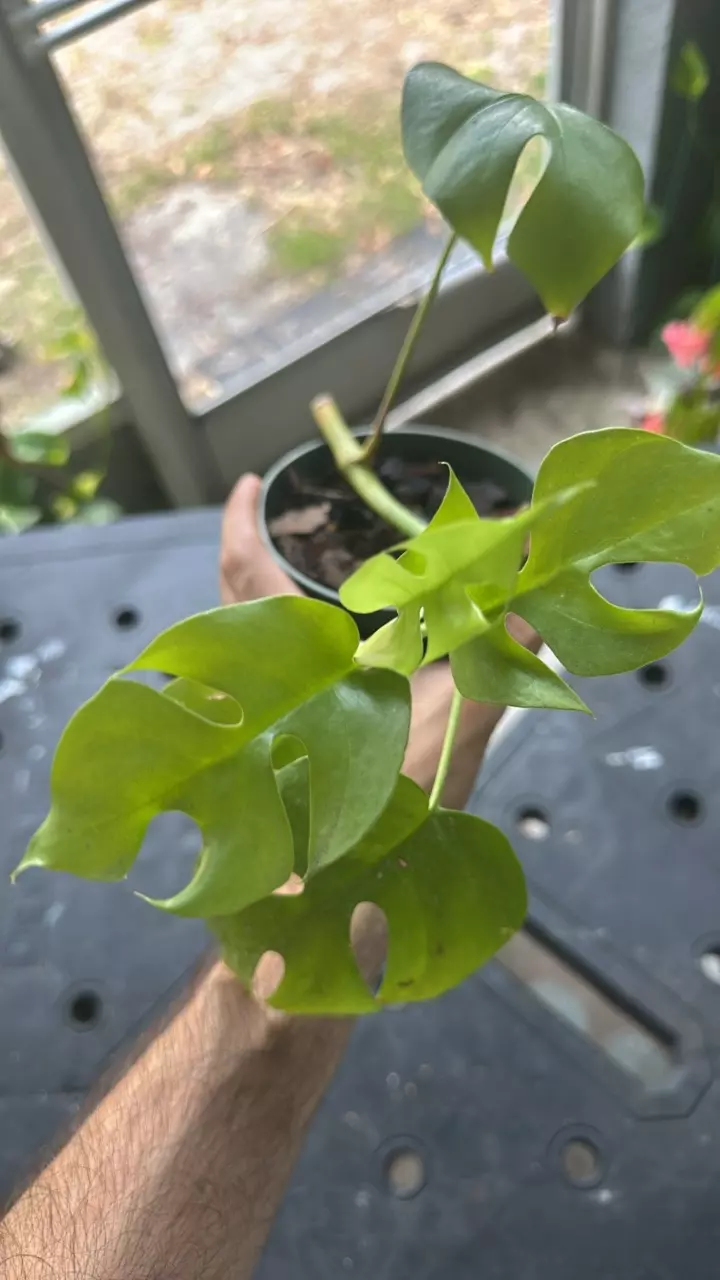 plant/Raphidaphora tetrasperma-0