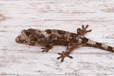 plant/VhRo0524-1-thumbnail