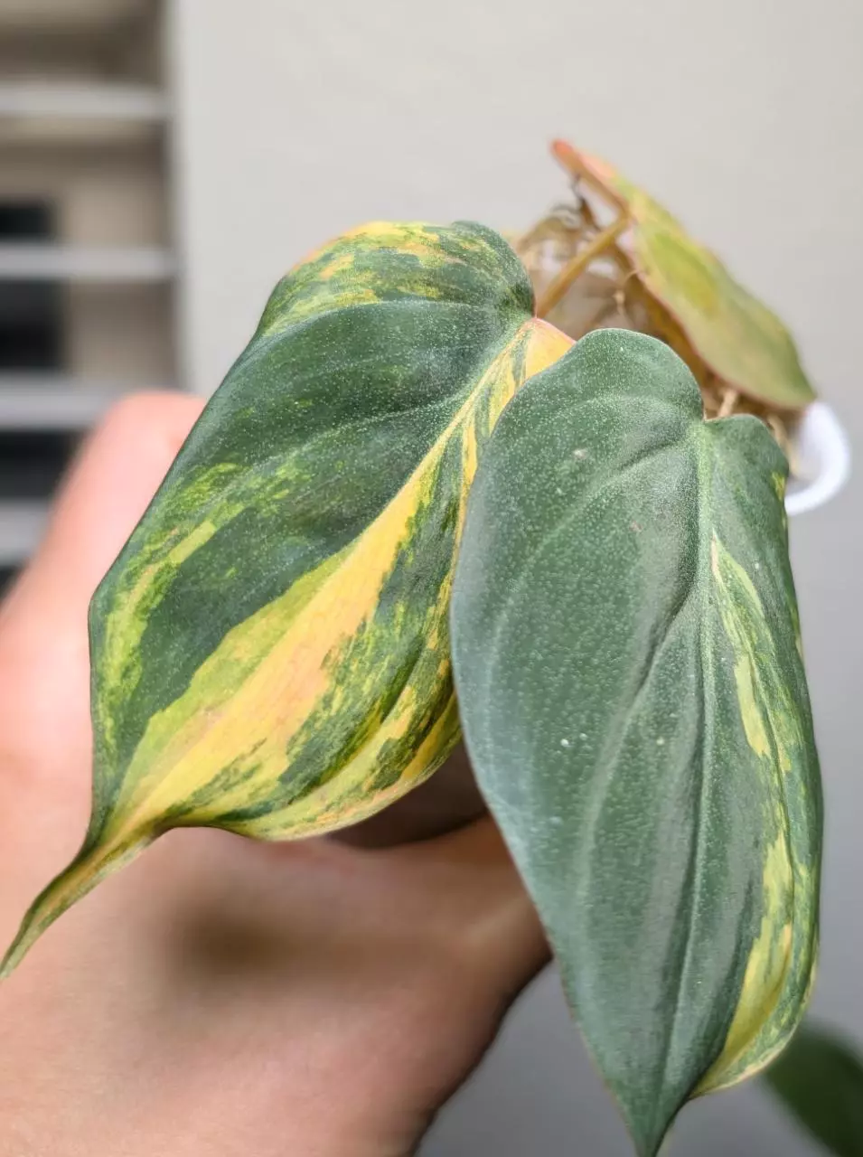 plant/Philodendron Mican Aurea Variegated 2 rooted cutting, Mican variegated, live pla-1