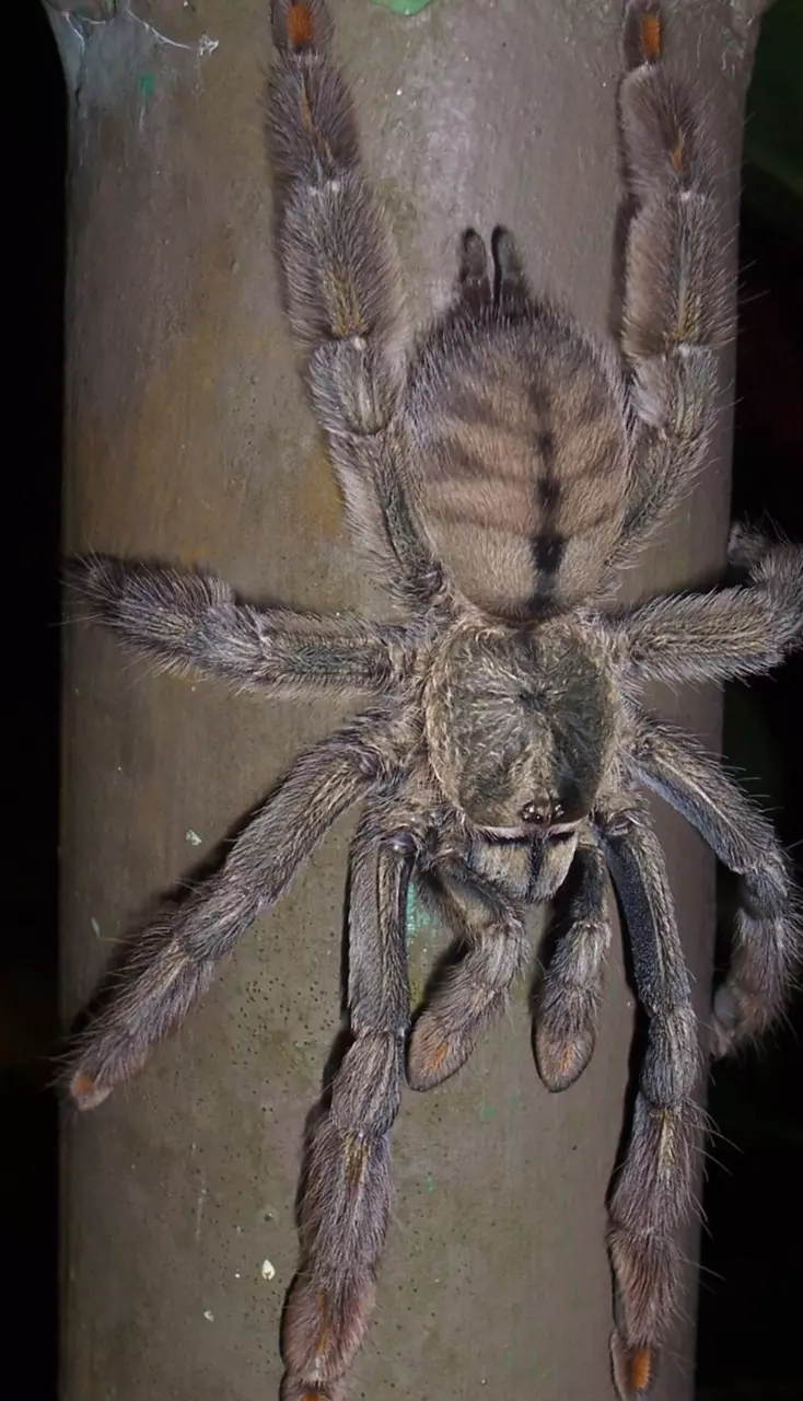 plant/Psalmopoeus cambridgei (Trinidad Chevron) Sling-1