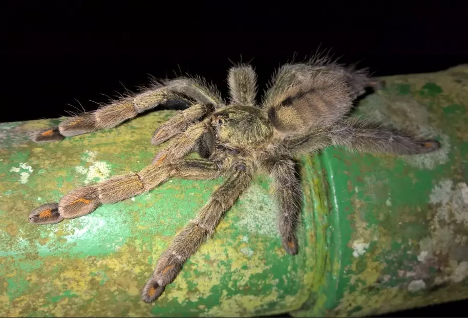 plant/Psalmopoeus cambridgei (Trinidad Chevron) Sling-0