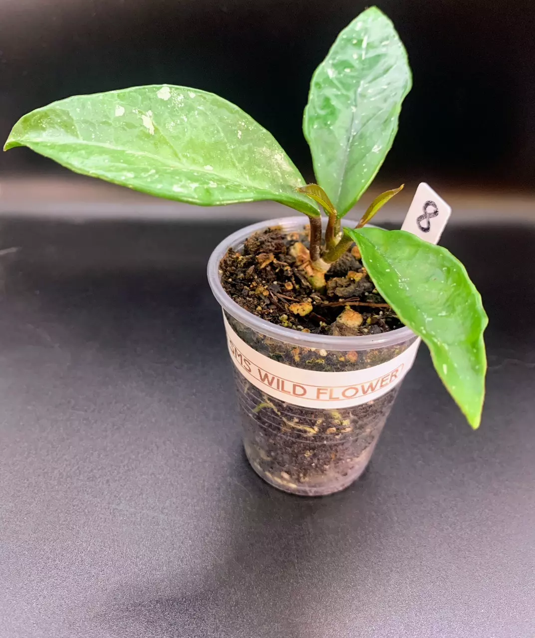 plant/1.5in Hoya Wild Flower.-0