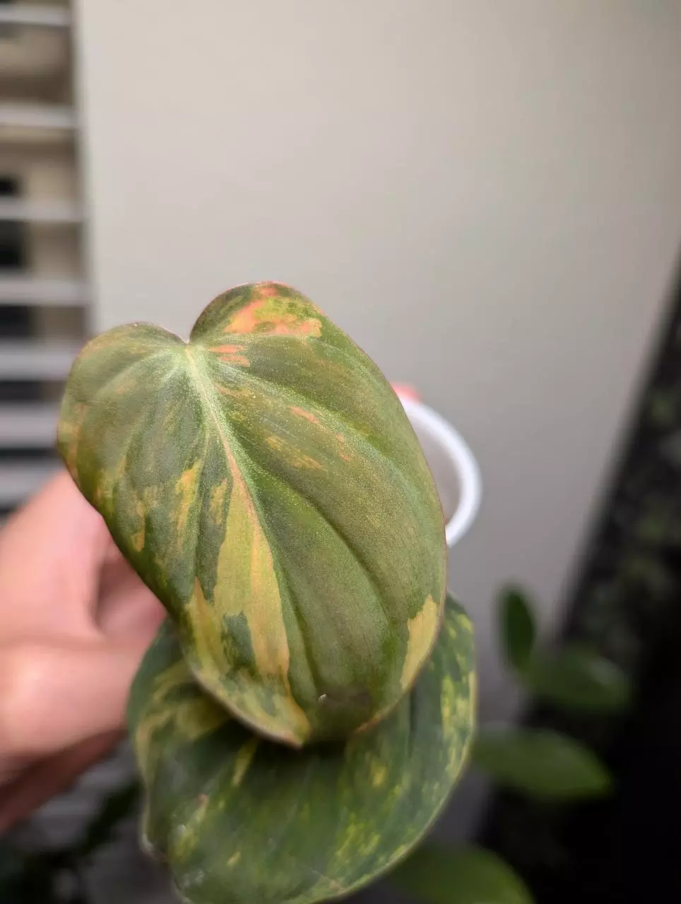 plant/Philodendron Mican Aurea Variegated 2 rooted cutting, Mican variegated, live pla-4