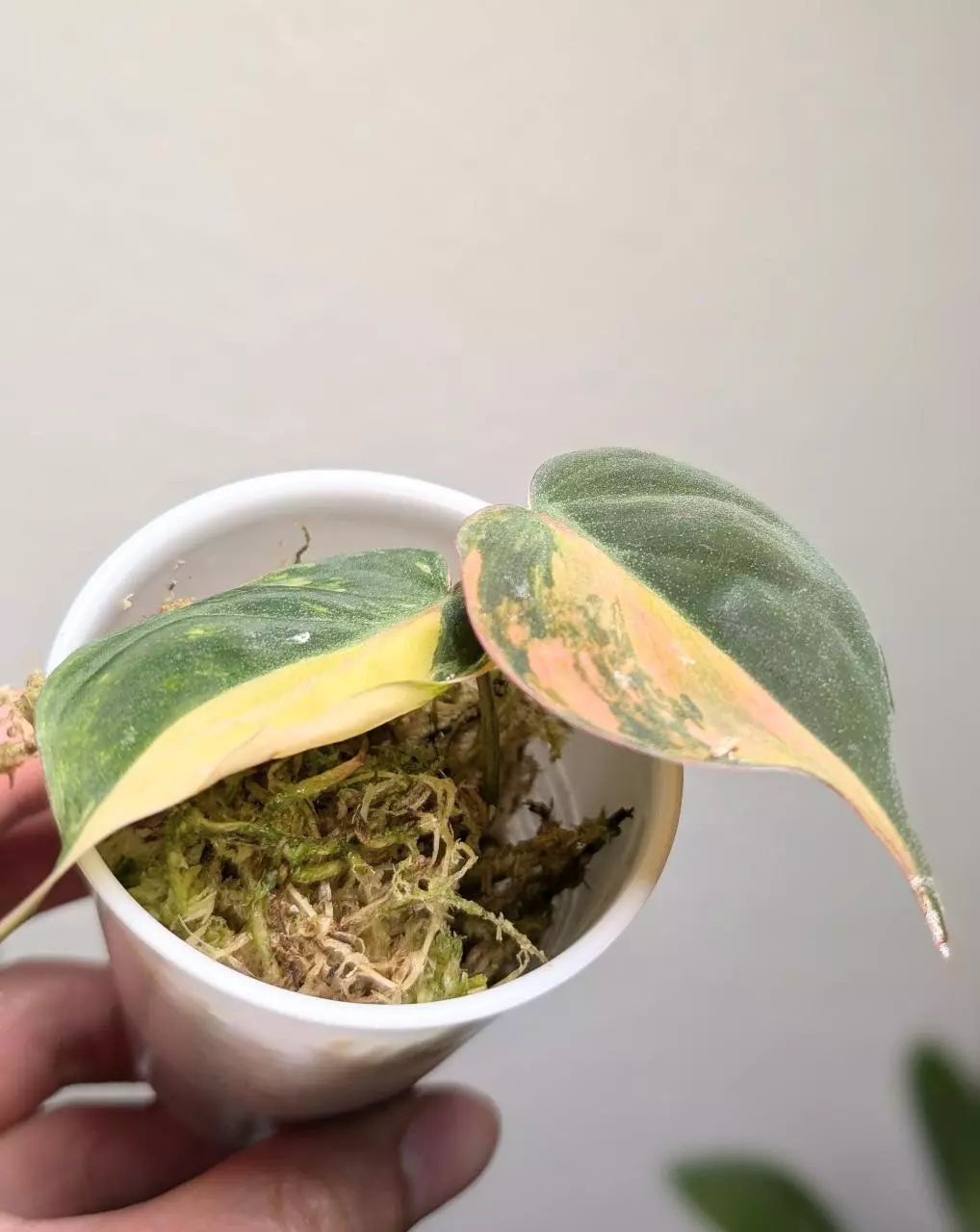 plant/Philodendron Mican Aurea Variegated 2 rooted cutting, Mican variegated, live pla-0