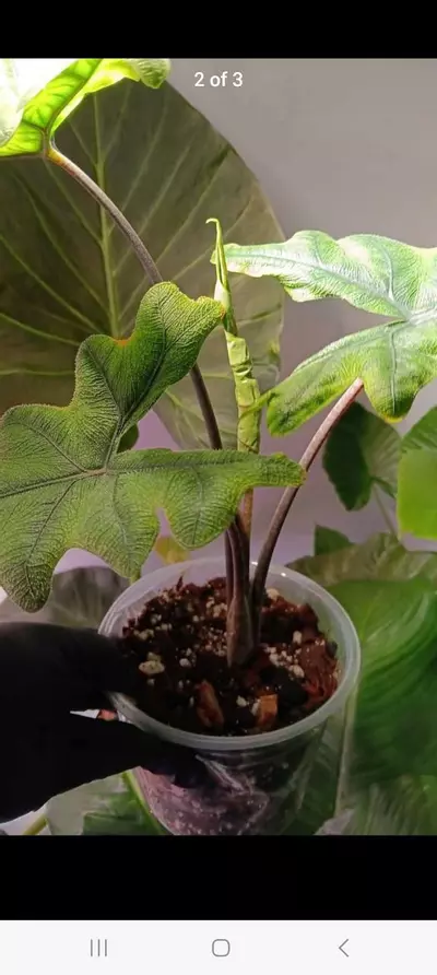 plant/Alocasia jacklyn-1-thumbnail