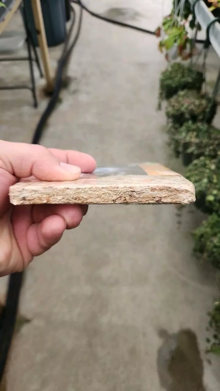 plant/100g New Zealand Spagmoss-1