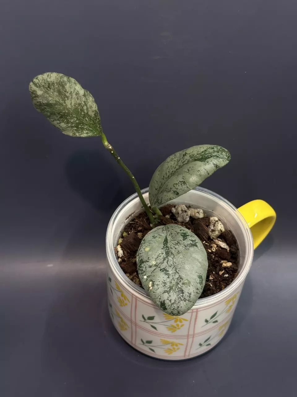 plant/Bundle (reserved)-1