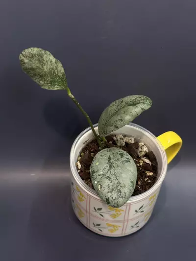 plant/Bundle (reserved)-1-thumbnail