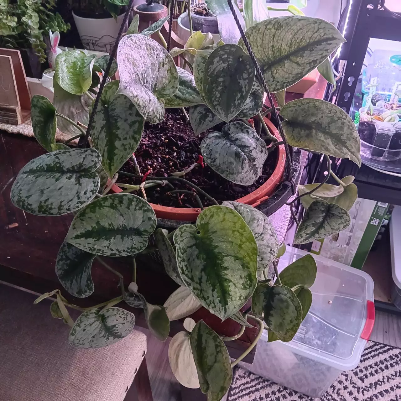 plant/Scindapsus exotica-0