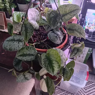 plant/Scindapsus exotica-0-thumbnail