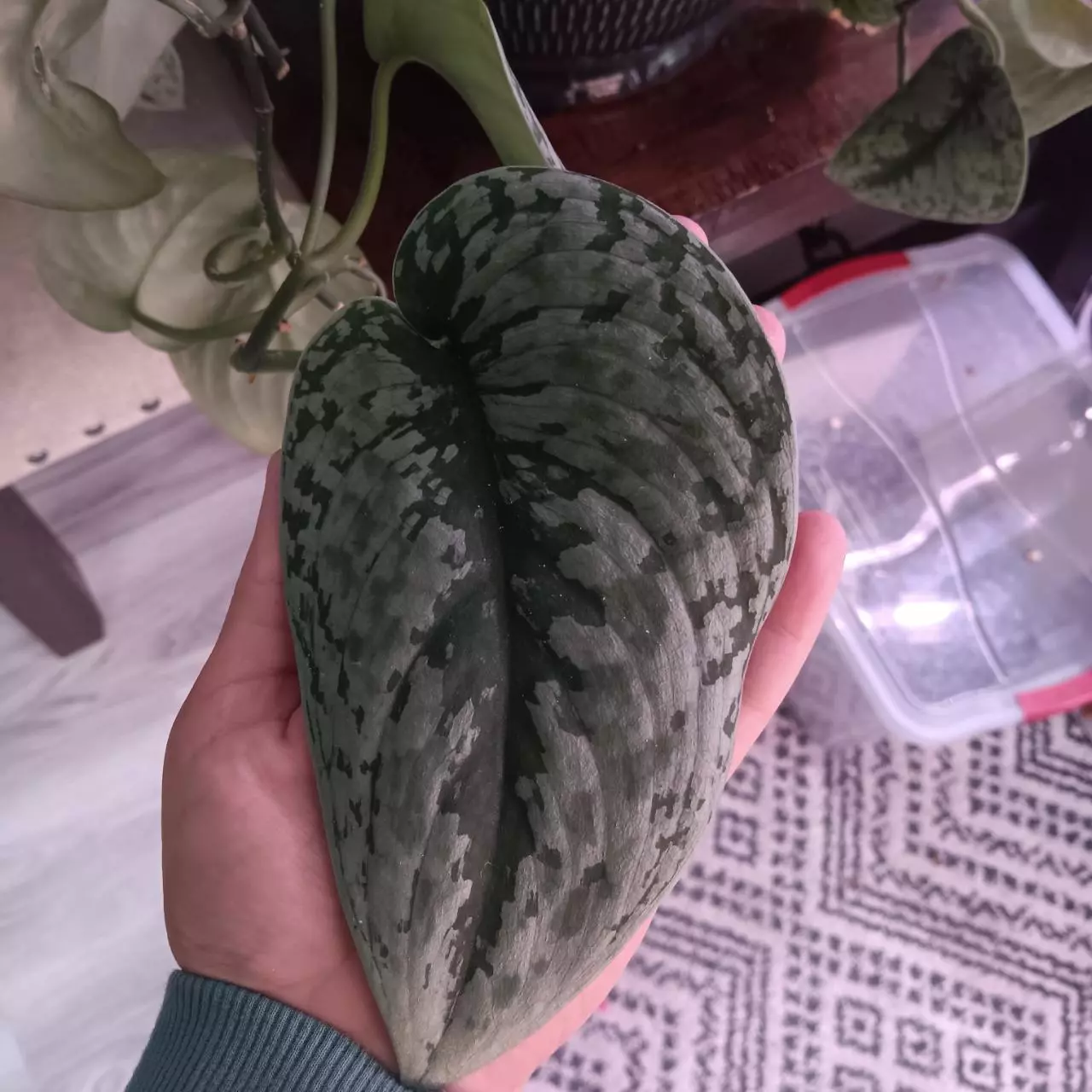 plant/Scindapsus exotica-1