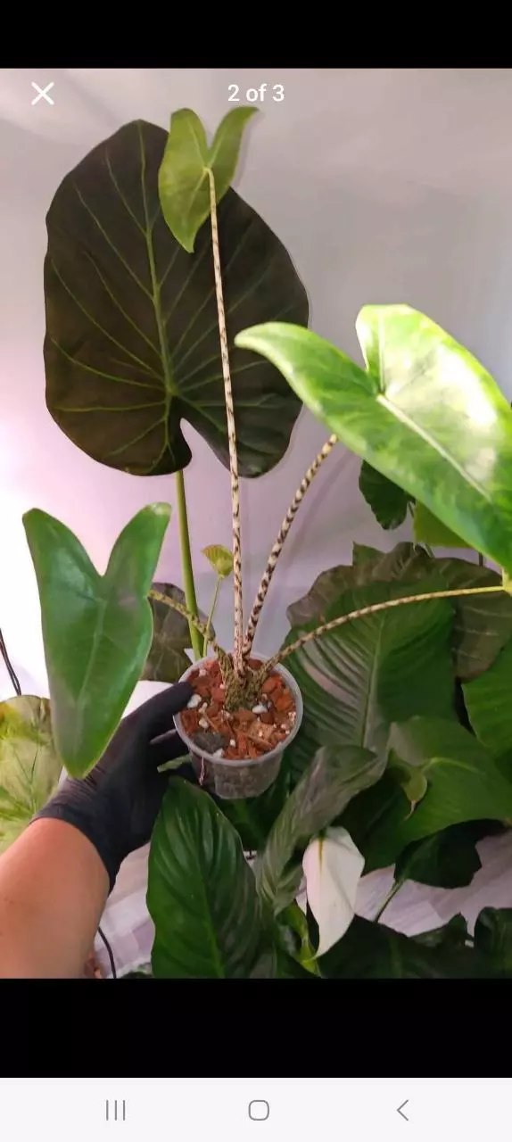 plant/Alocasia zebrina-0