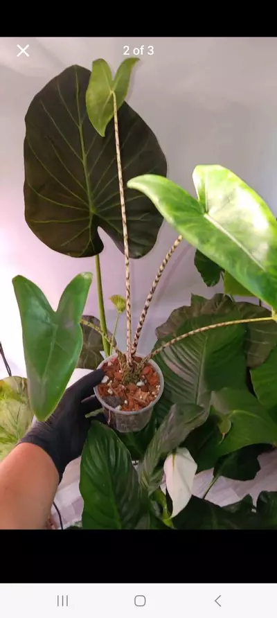 plant/Alocasia zebrina-0-thumbnail