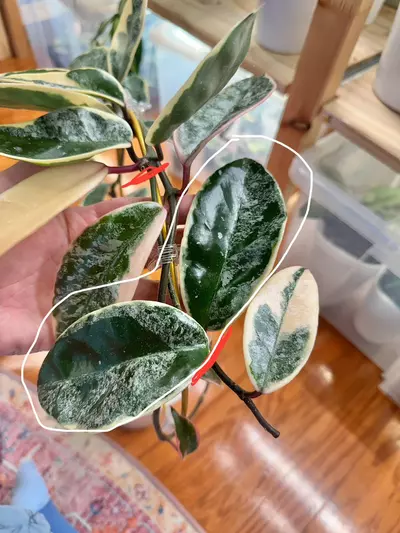 plant/Bundle (reserved)-0-thumbnail