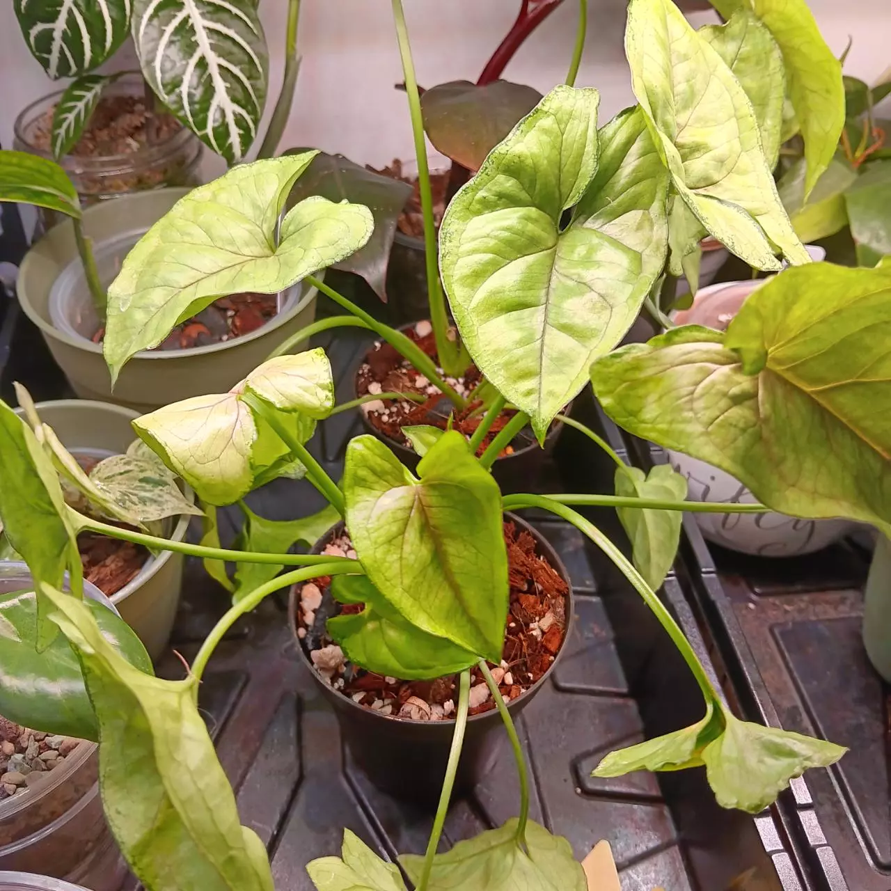 plant/Syngonium berry illusion-1