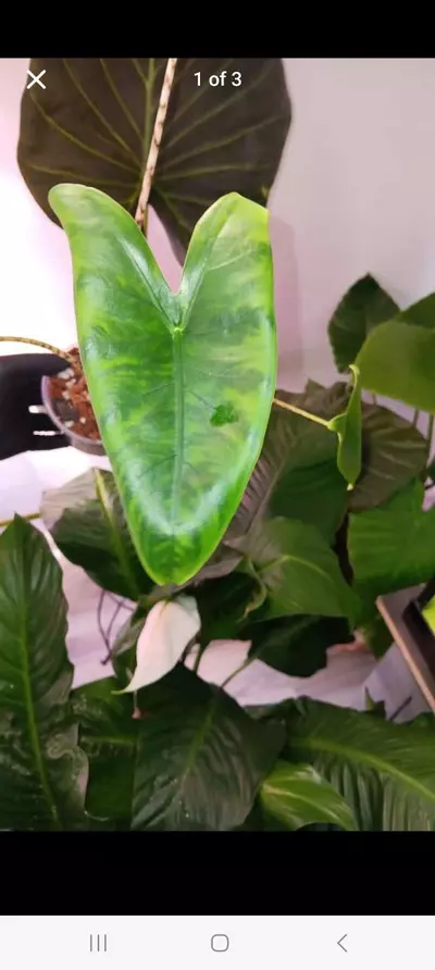 plant/Alocasia zebrina-2-thumbnail