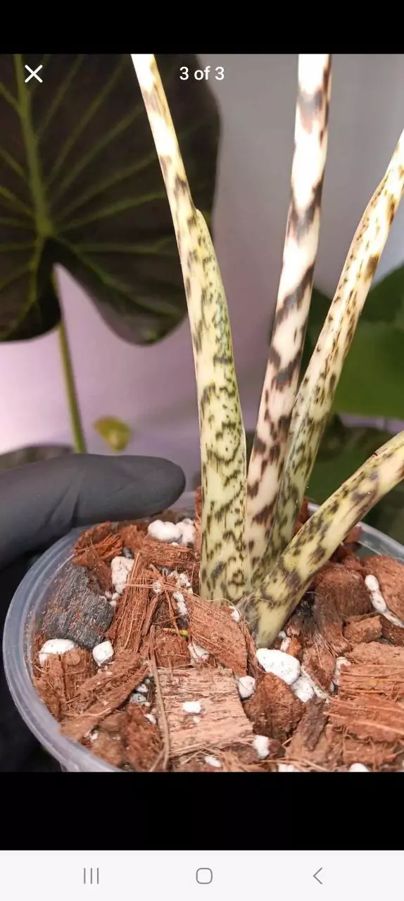 plant/Alocasia zebrina-1