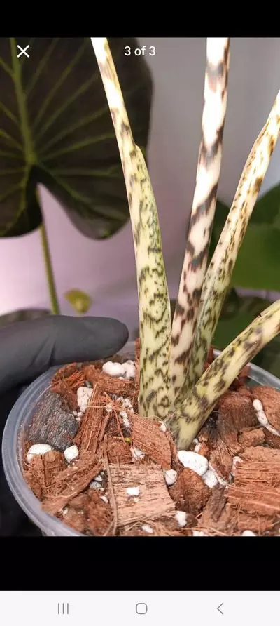plant/Alocasia zebrina-1-thumbnail