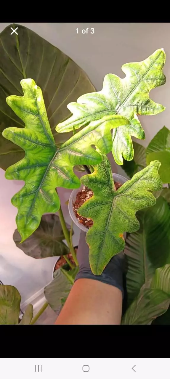 plant/Alocasia jacklyn-0