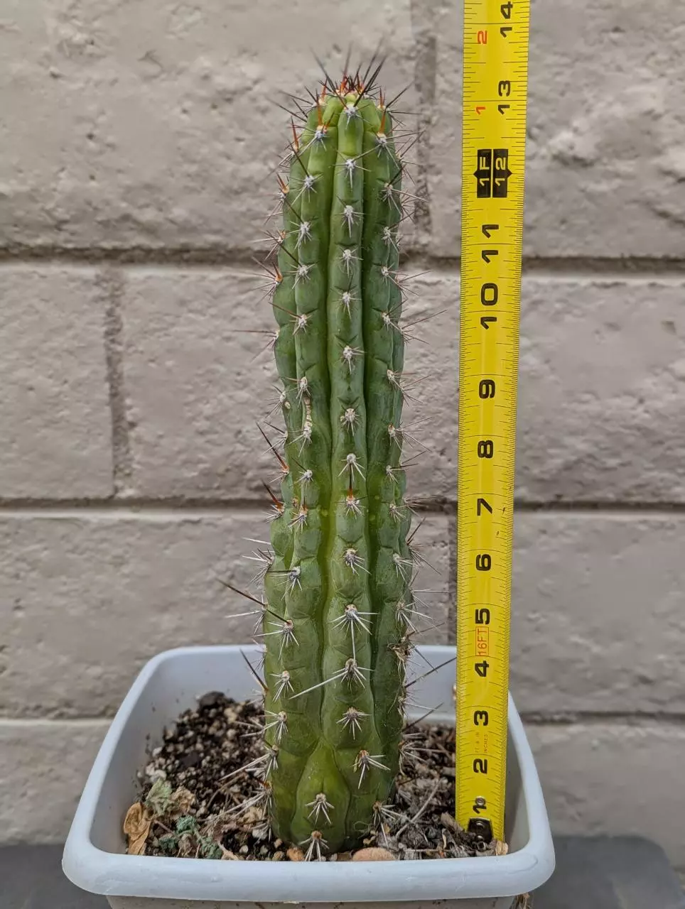 plant/Trichocereus Chalaensis Clone 'Larry LL07' - 13" Rooted Plant-7