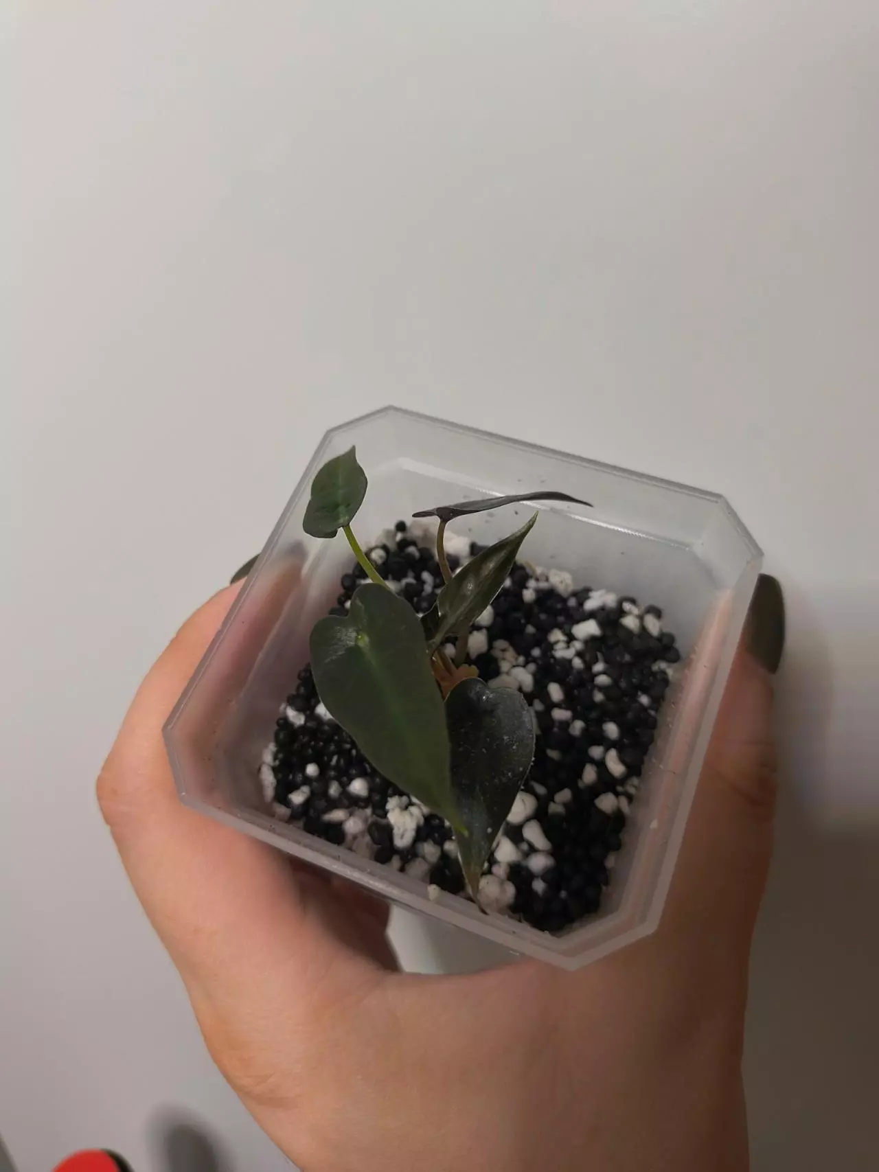 plant/Pink Bambino Revert-0