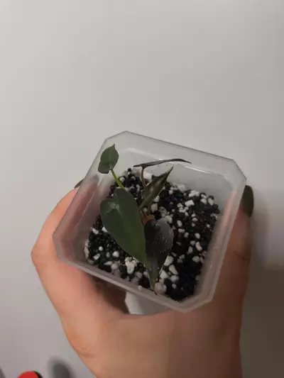 plant/Pink Bambino Revert-0-thumbnail