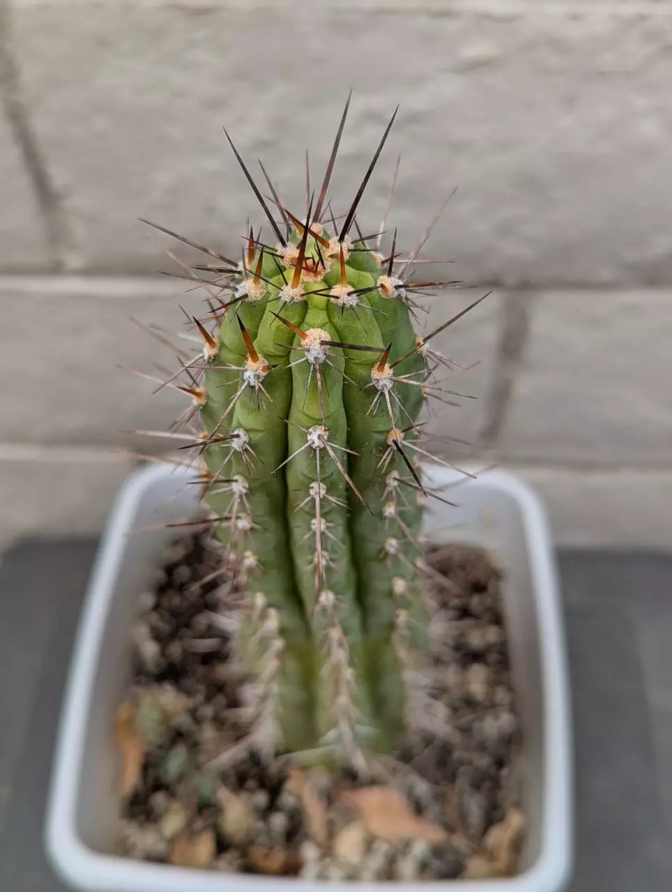 plant/Trichocereus Chalaensis Clone 'Larry LL07' - 13" Rooted Plant-0