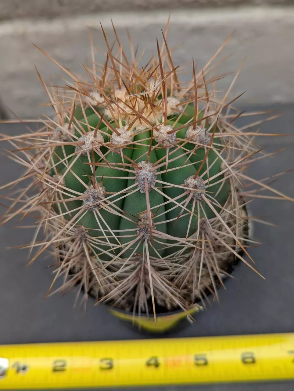 plant/Trichocereus tarijensis 'Poco' - Seed grown plant-0