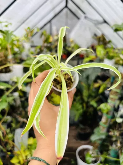 plant/Spider plant-0-thumbnail