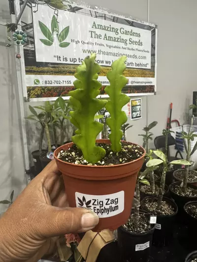 plant/Epiphyllum zig zag, Fish Bone-0-thumbnail