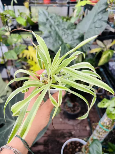 plant/Spider plant-2-thumbnail