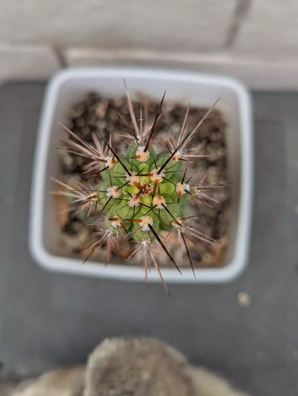 plant/Trichocereus Chalaensis Clone 'Larry LL07' - 13" Rooted Plant-1