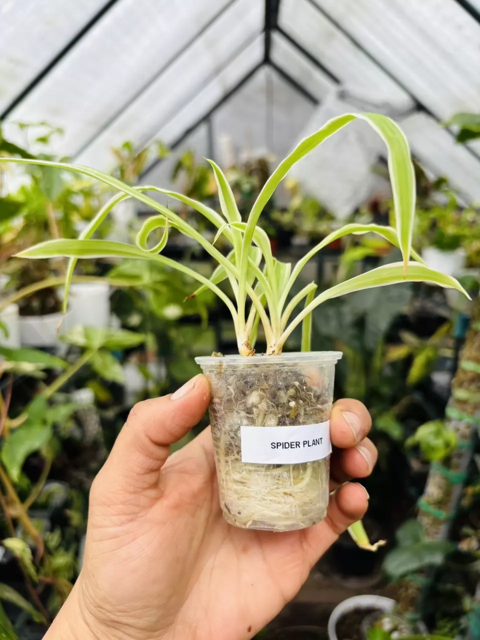 plant/Spider plant-1