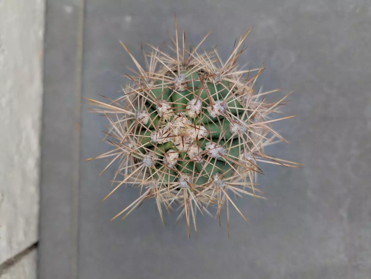 plant/Trichocereus tarijensis 'Poco' - Seed grown plant-1