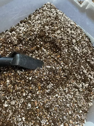 plant/1 Gallon Cactus Soil Mix-1-thumbnail