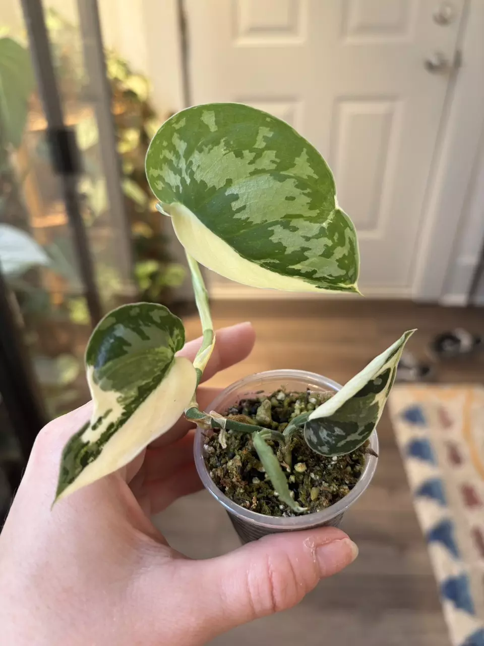 plant/Scindapsus Mayari-0