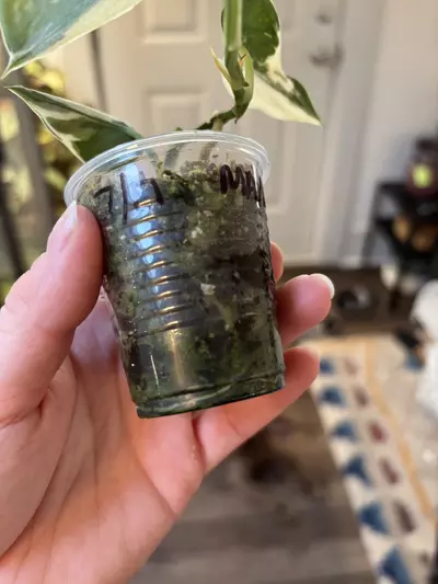 plant/Scindapsus Mayari-3-thumbnail