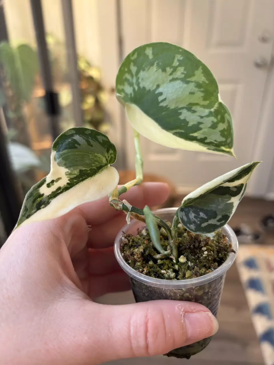 plant/Scindapsus Mayari-1