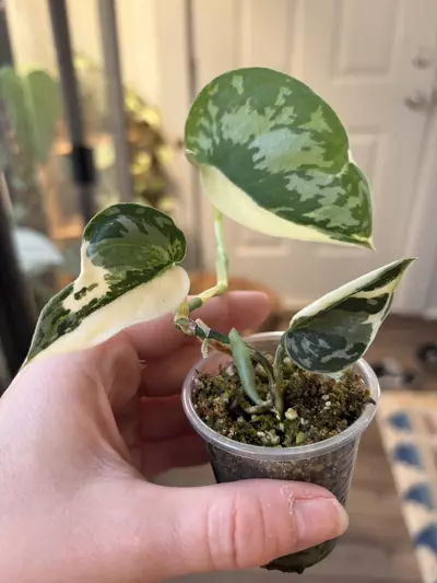 plant/Scindapsus Mayari-1-thumbnail