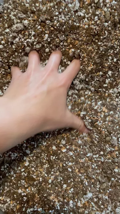 plant/1 Quart Cactus Soil Mix-2-thumbnail