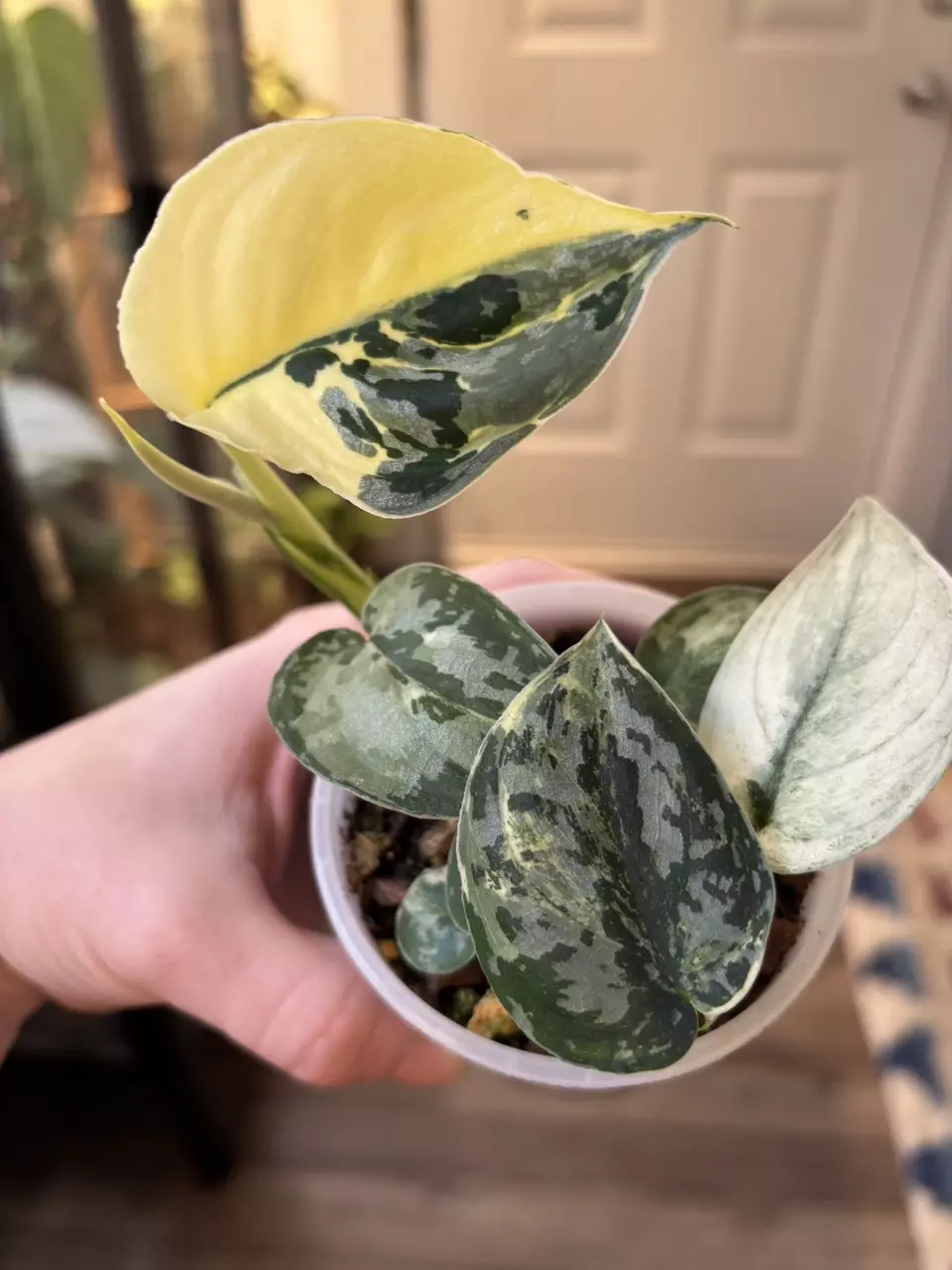 plant/Scindapsus Mangurai-1