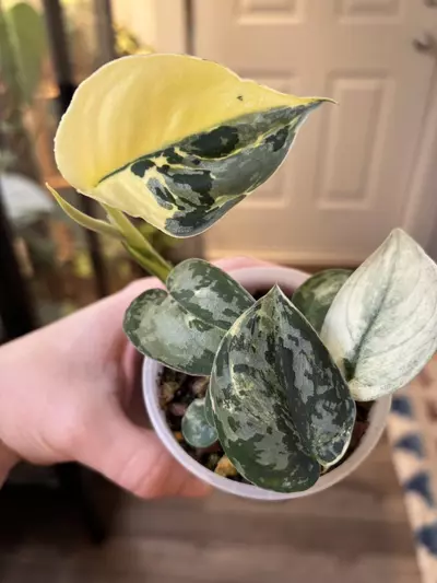 plant/Scindapsus Mangurai-1-thumbnail