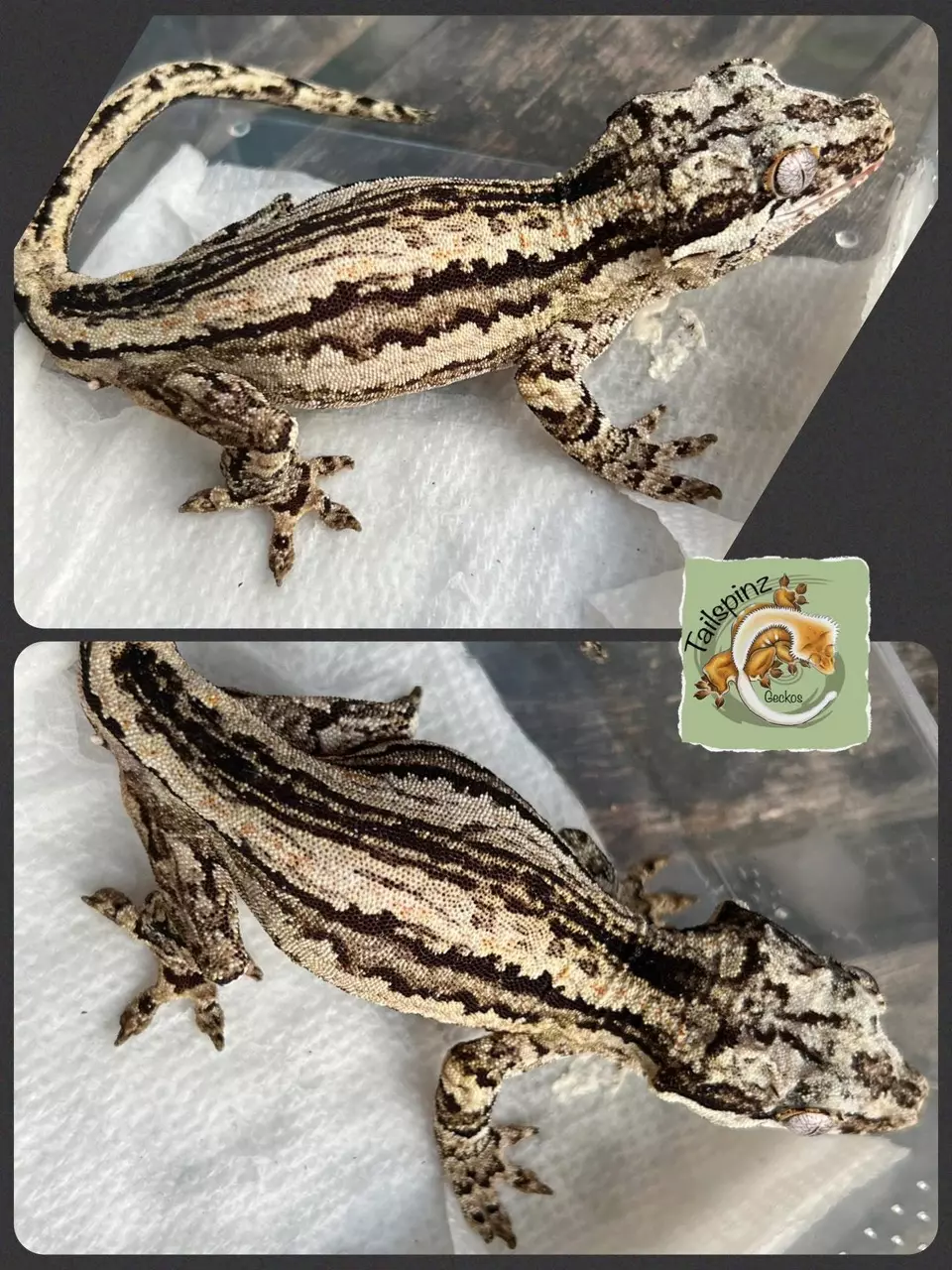 plant/M Proven 𝐁𝐨𝐥𝐝 Stripe 40g-1