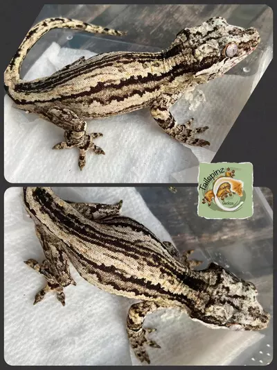 plant/M Proven 𝐁𝐨𝐥𝐝 Stripe 40g-1-thumbnail