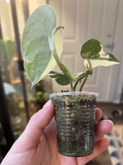 plant/Scindapsus Mayari-2-thumbnail