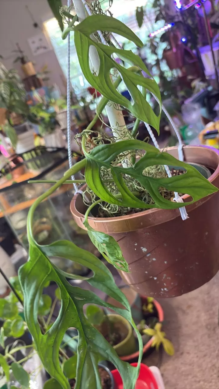 heat_pack/Monstera Esqueleto-0