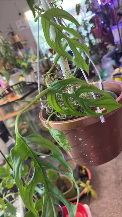 heat_pack/Monstera Esqueleto-0-thumbnail