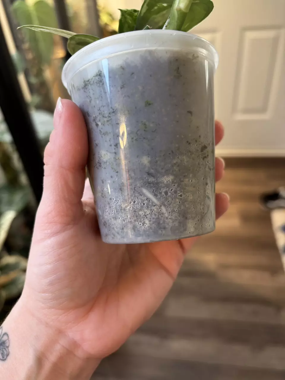 plant/Scindapsus Mangurai-3