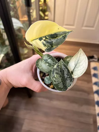 plant/Scindapsus Mangurai-0-thumbnail