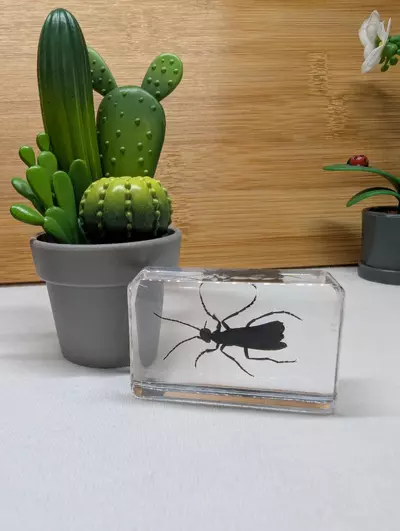 plant/Bugs in resin 🪲🕷️🦗🐜🪳🪰🦟 *You pick*-3-thumbnail
